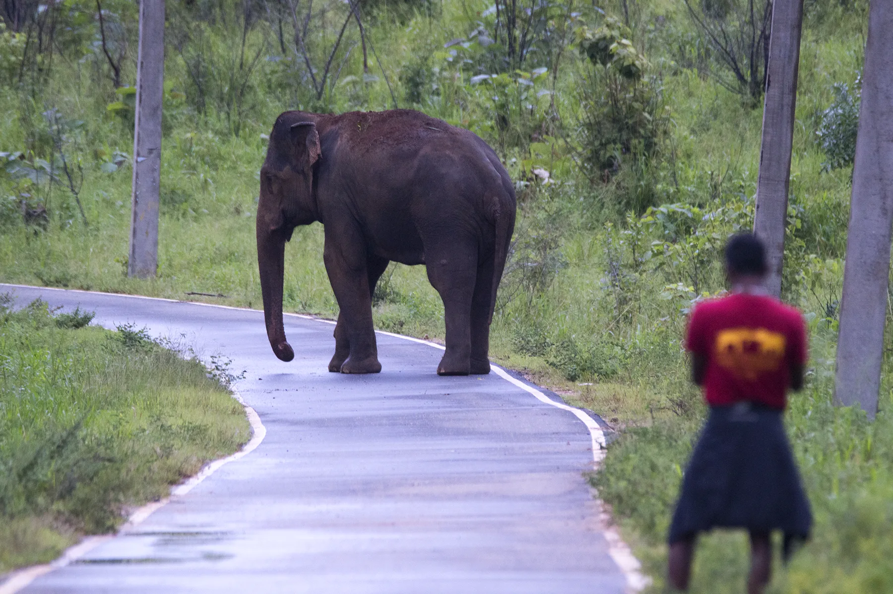 A wild elephant on a rural road with a field worker watching from a distance