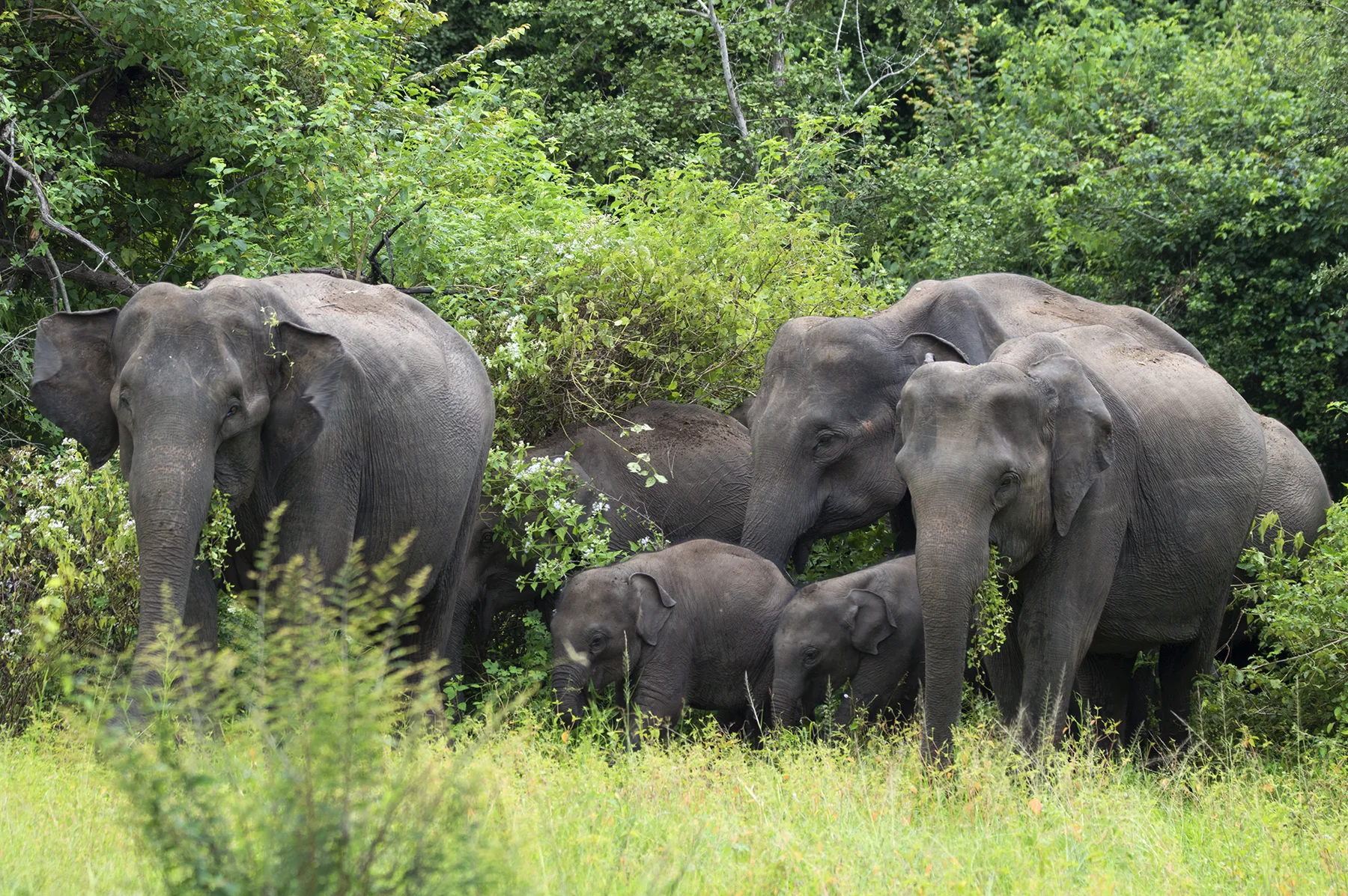 A family of wild elephants with calves in green scrub