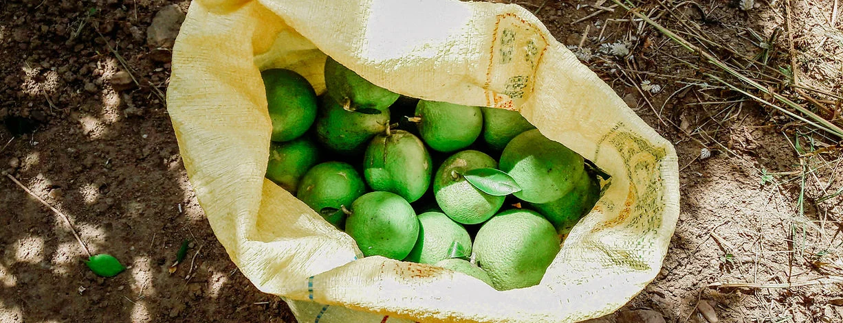 Green citrus fruit harvested into a sack
