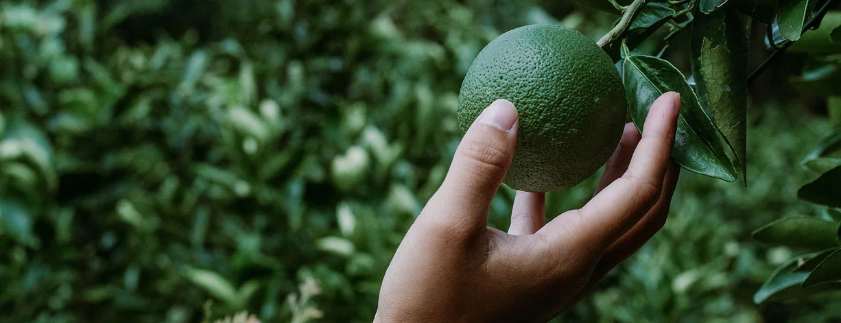 A green citrus fruit held on its tree in the SLWCS project archive
