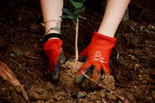 Gloved hands planting a young tree