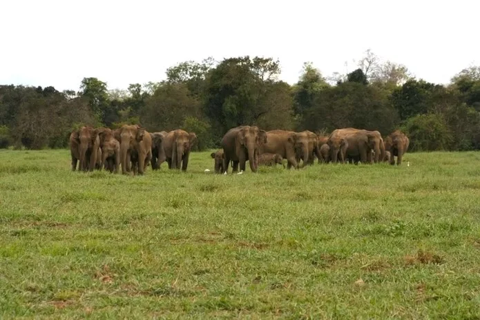 A herd of wild elephants in grassland