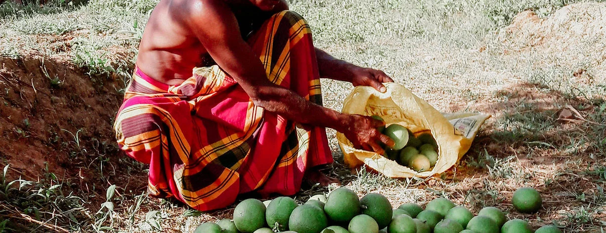A farmer gathering green citrus fruit