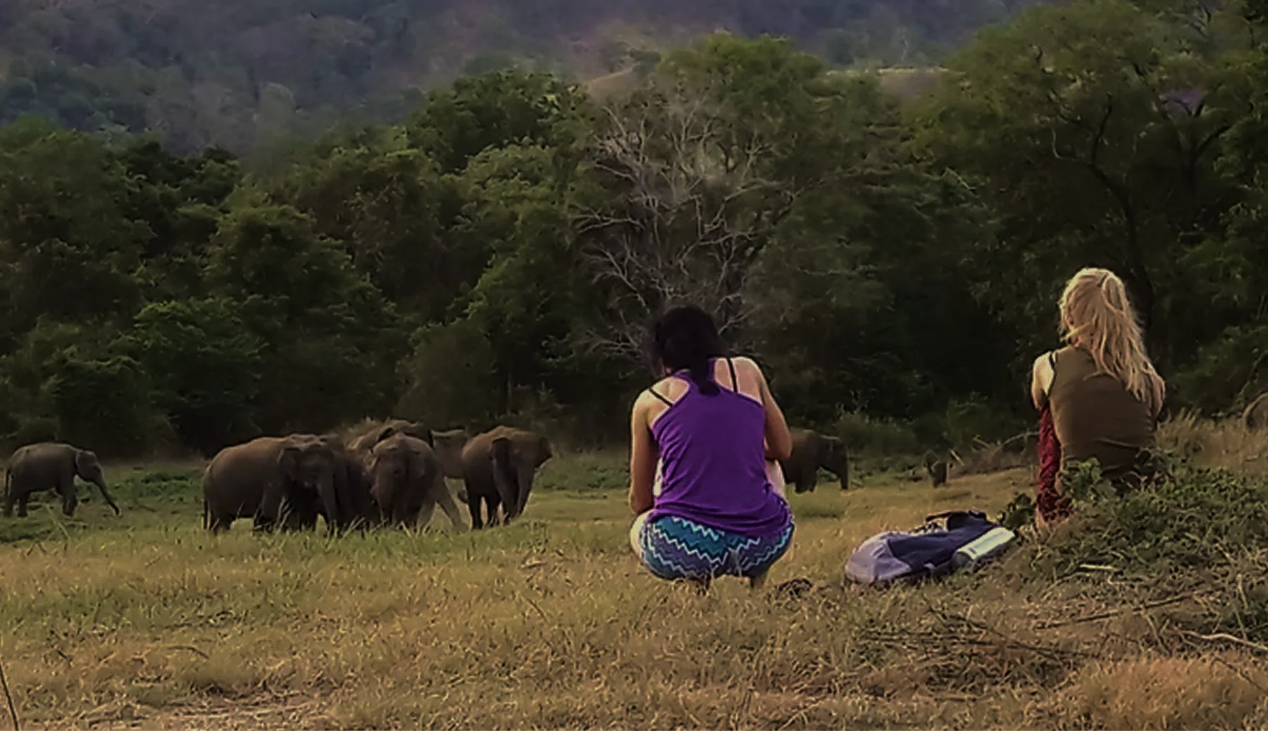 Volunteers sitting in grassland watching a herd of wild elephants in Wasgamuwa